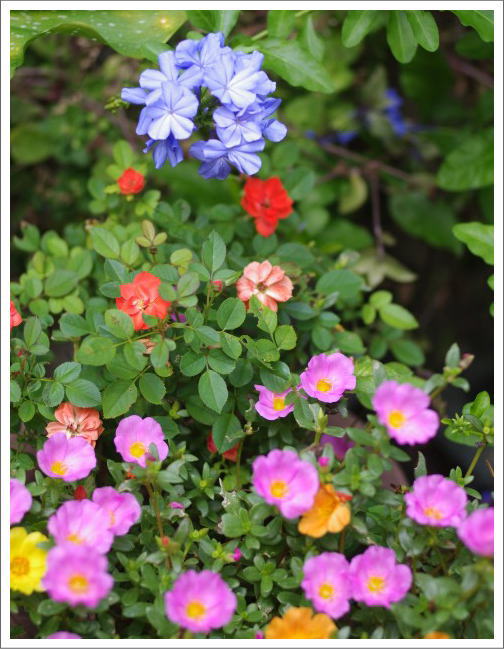 庭に花やハーブ