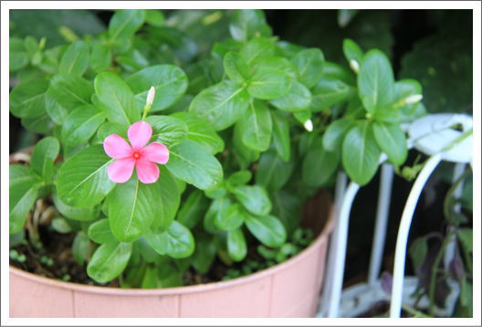 植木鉢の花